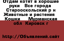 Отдам котят в хорошие руки - Все города, Старооскольский р-н Животные и растения » Кошки   . Мурманская обл.,Кировск г.